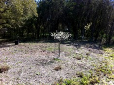 2012-03-03-Grandfather Tree from Trolls.jpg